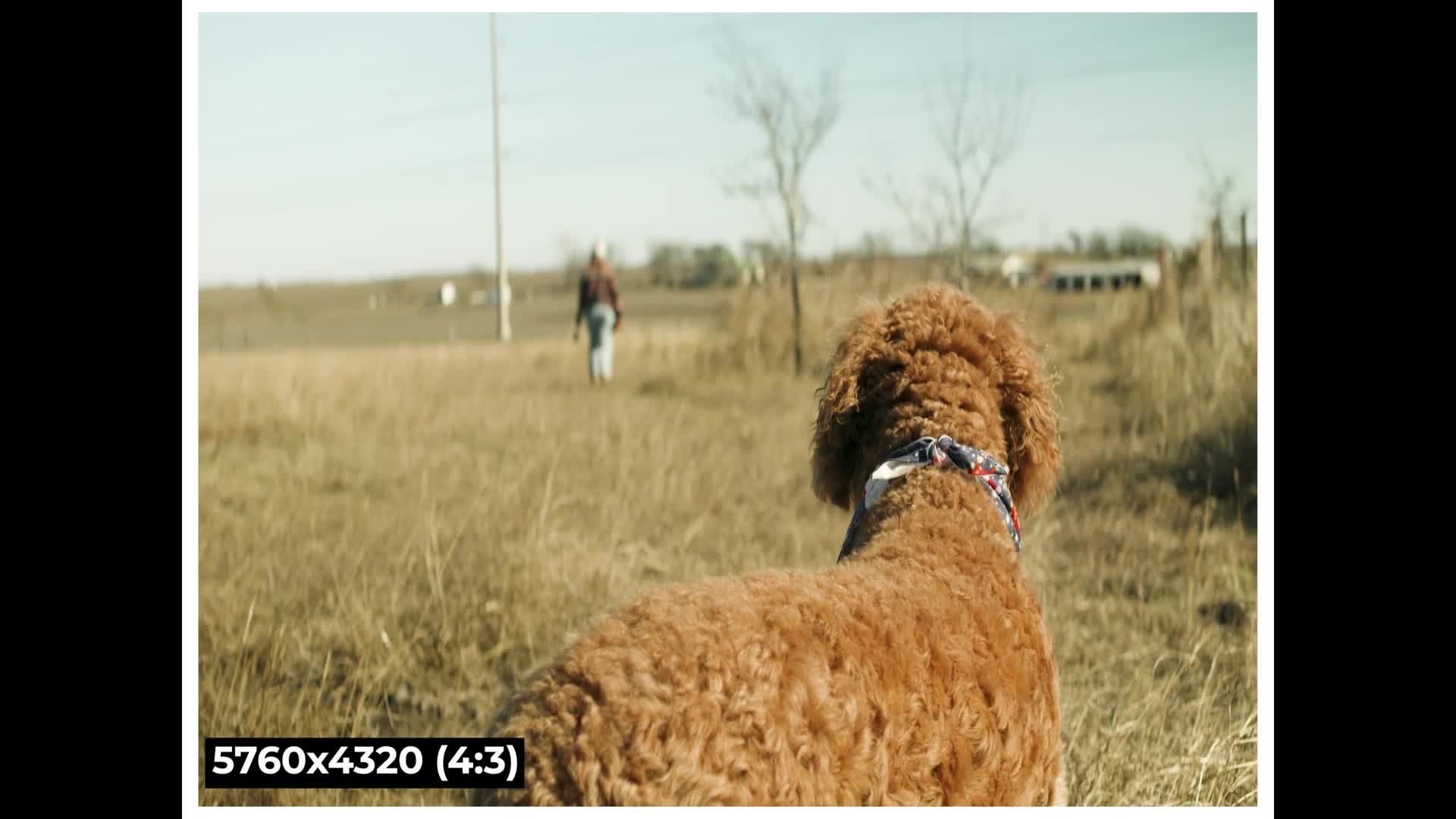 SIRUI 35mm Anamorphic Lens on the Lumix GH6 - Review & Test Footage!